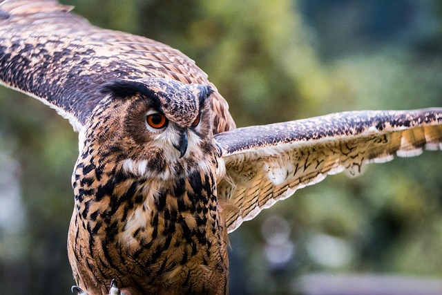 呜呼 腹股沟淋巴 猫头鹰 - 上的免费照片
