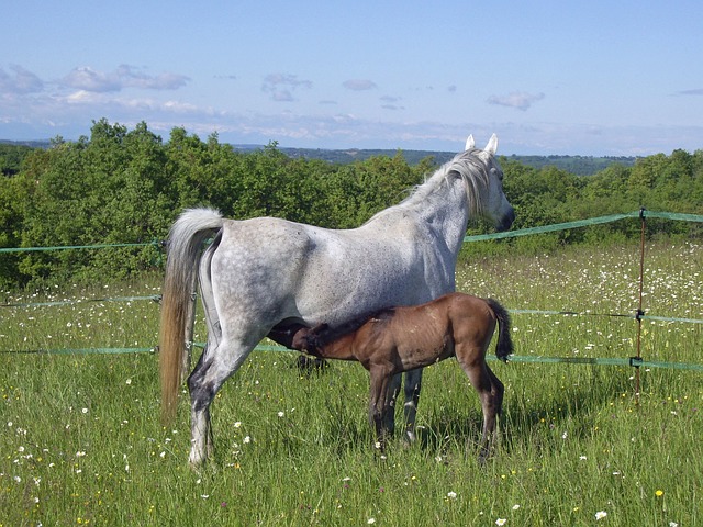 马 小马驹 母马 - 上的免费照片