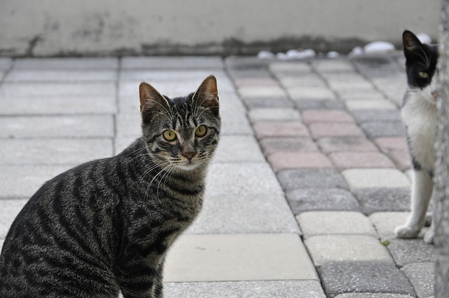 猫 猫咪 动物 - 上的免费照片