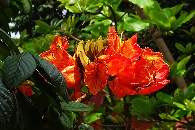 花 非洲郁金香 芥菜 - 上的免费照片