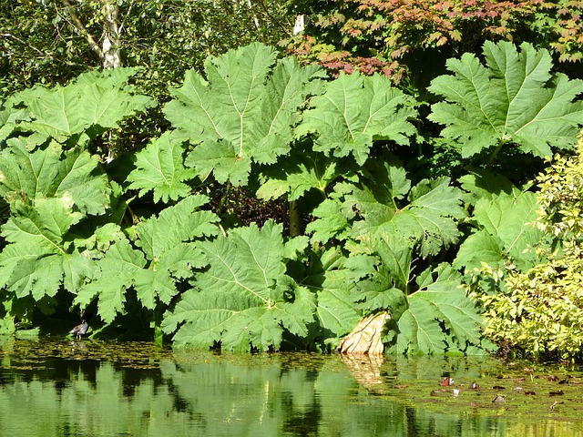 Gunnera Manicata 叶 大叶 植物 - 上的免费照片