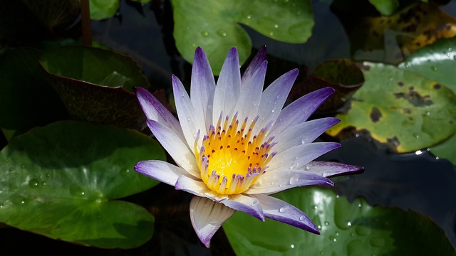 睡蓮 紫蓮 花 - 上的免费照片