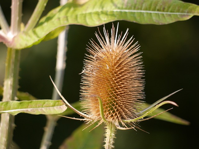 Teasel 种子头 花 - 上的免费照片