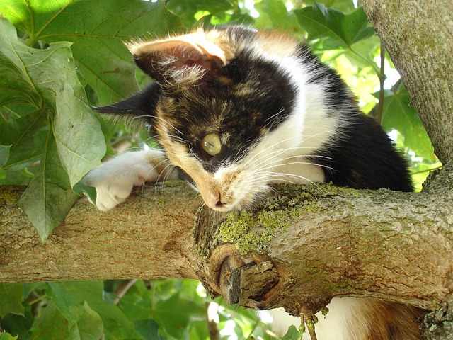 卡顿 动物 国内 - 上的免费照片