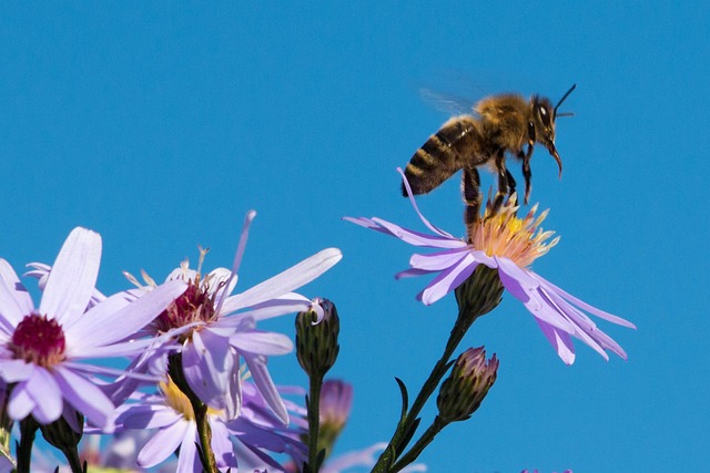 蜜蜂 昆虫 关闭 - 上的免费照片
