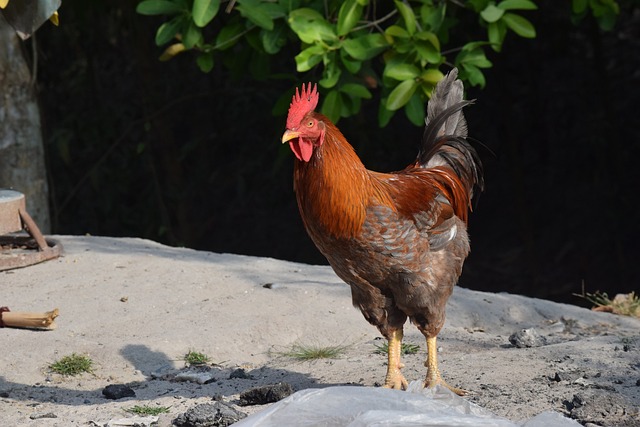 动物 龙城 - 上的免费照片