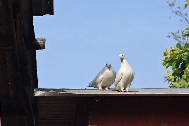 动物 龙城 - 上的免费照片
