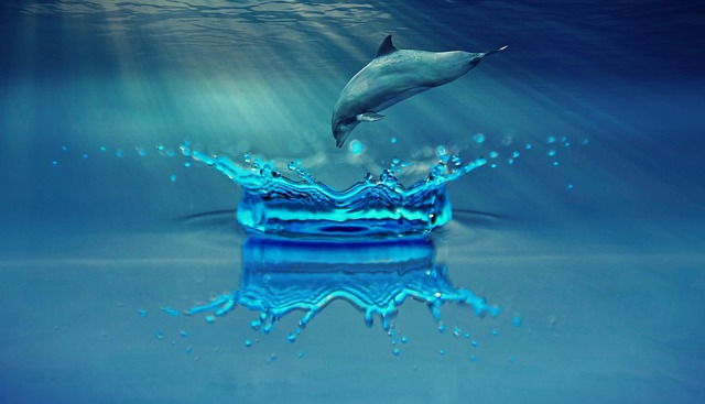 海豚 动物 海洋哺乳动物 - 上的免费照片