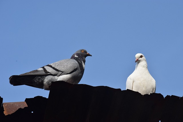 鸽子 龙城 - 上的免费照片