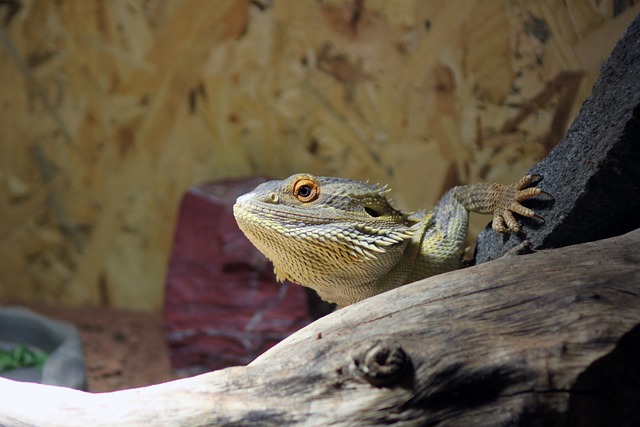 波戈纳 Pogona Vitticeps 大胡子 - 上的免费照片