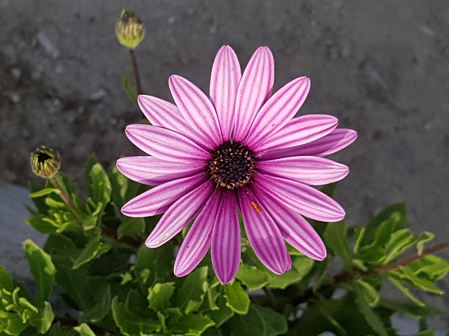一堆 花 小花 - 上的免费照片