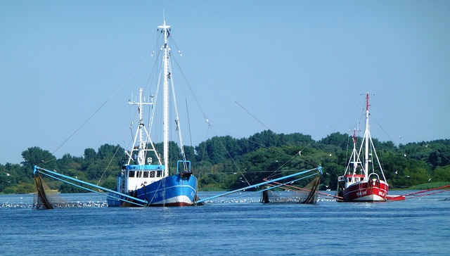 钓鱼 易北河 自然 - 上的免费照片