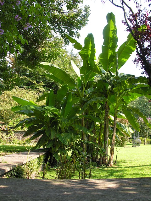 香蕉树 塔兰托别墅 - 上的免费照片