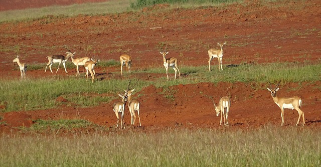 Blackbuck 羚羊 荒野 - 上的免费照片
