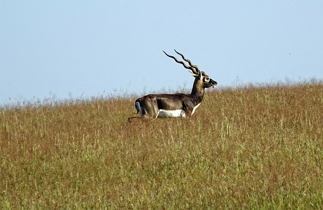 Blackbuck 羚羊 荒野 - 上的免费照片