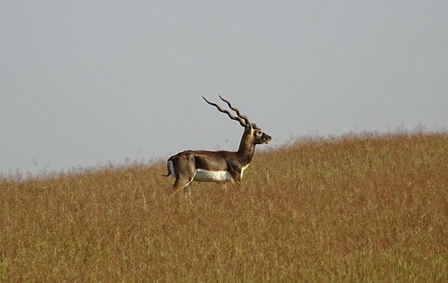 Blackbuck 羚羊 荒野 - 上的免费照片