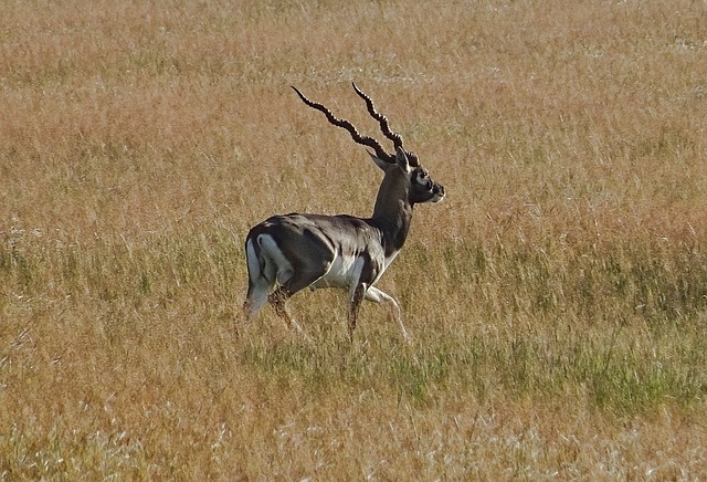 Blackbuck 羚羊 荒野 - 上的免费照片