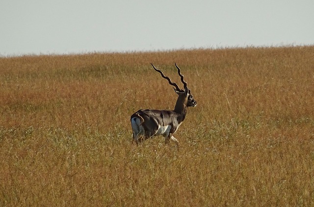 Blackbuck 羚羊 荒野 - 上的免费照片