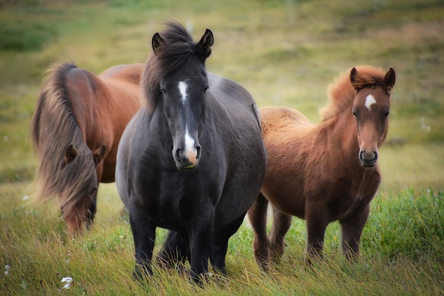冰岛 冰岛马 马匹 - 上的免费照片