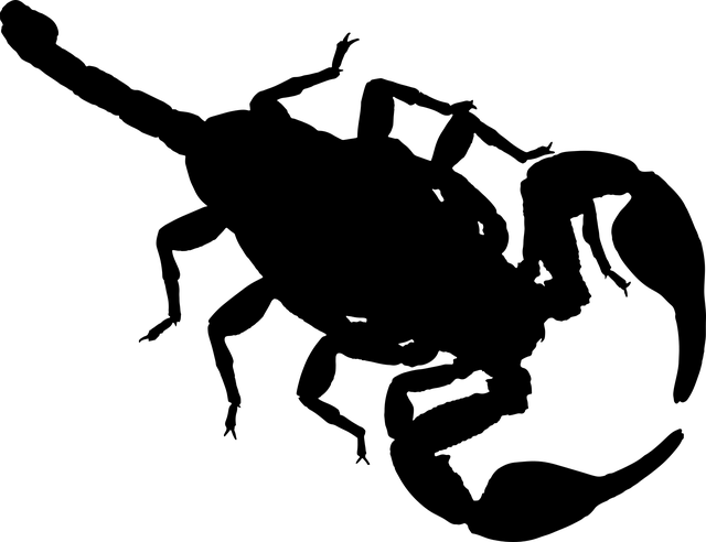 蛛形纲动物 危险的 致命 - 免费矢量图形
