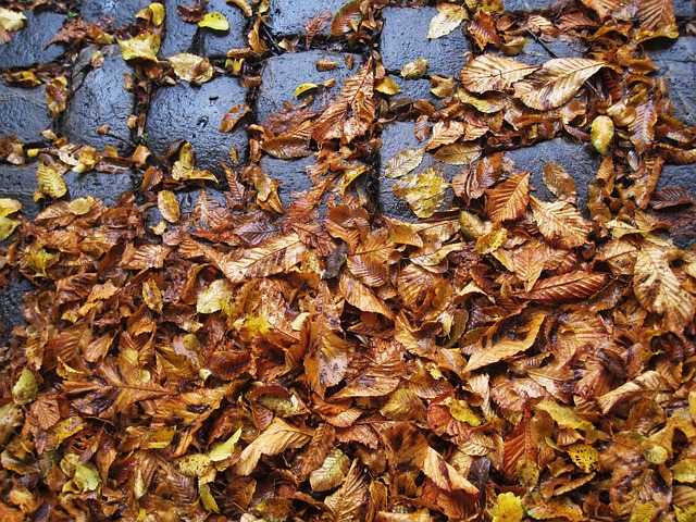 胡拼乱凑 树叶 滑 - 上的免费照片