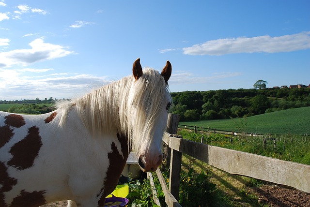 马 科布 原野 - 上的免费照片