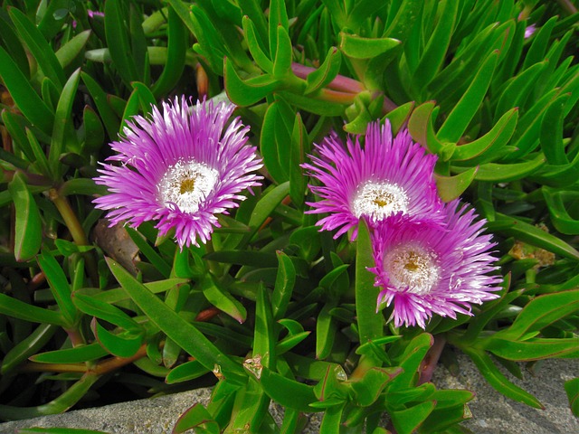 松叶 菊花 鲜花 - 上的免费照片