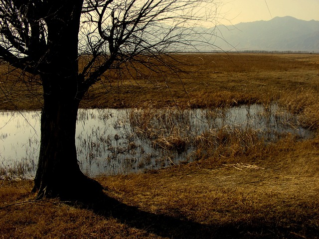 草原 野鸭湖 大树 - 上的免费照片
