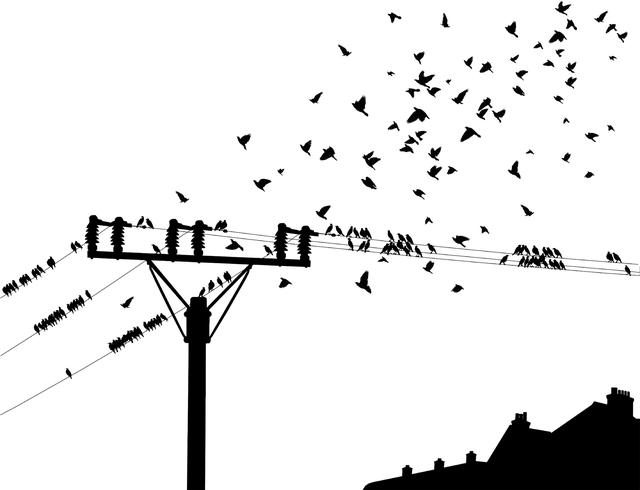 鸟 鸟类的飞行 极 - 免费矢量图形