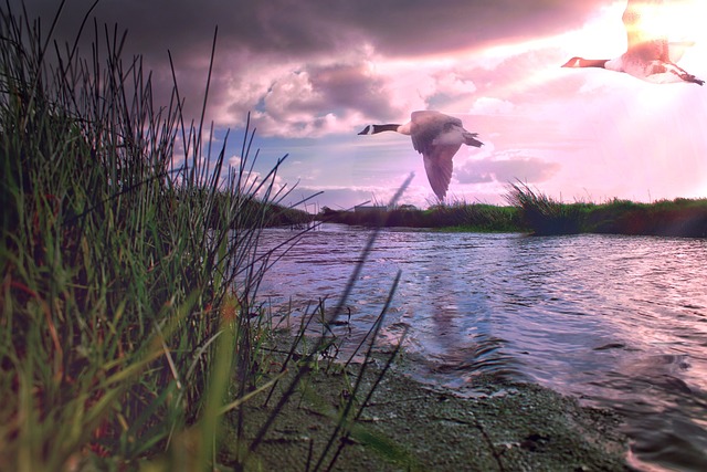鹅 野禽 沼泽 - 上的免费照片