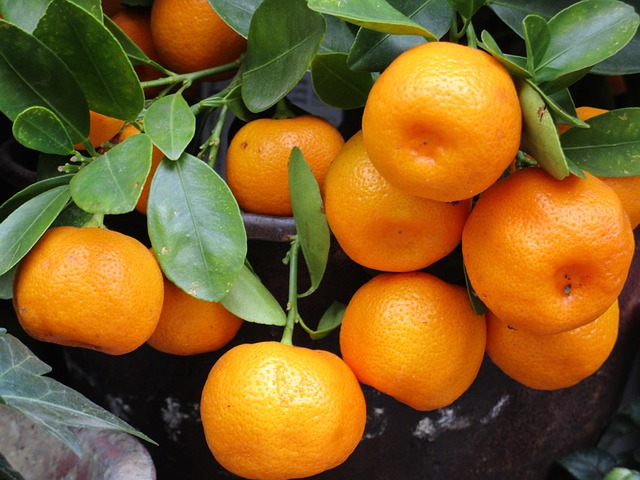 普通话 水果 橙色的 - 上的免费照片