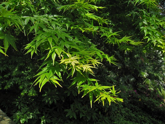 歌舞伎 绿色 横须贺市 - 上的免费照片
