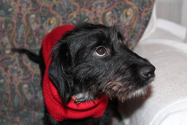 狗 混血儿 年轻 - 上的免费照片