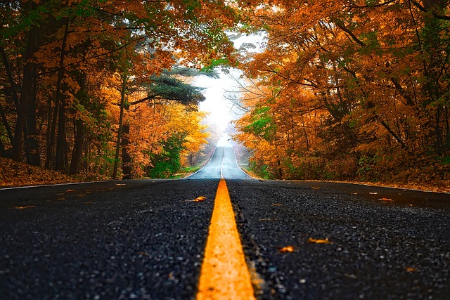 秋天 街道 树叶 - 上的免费照片