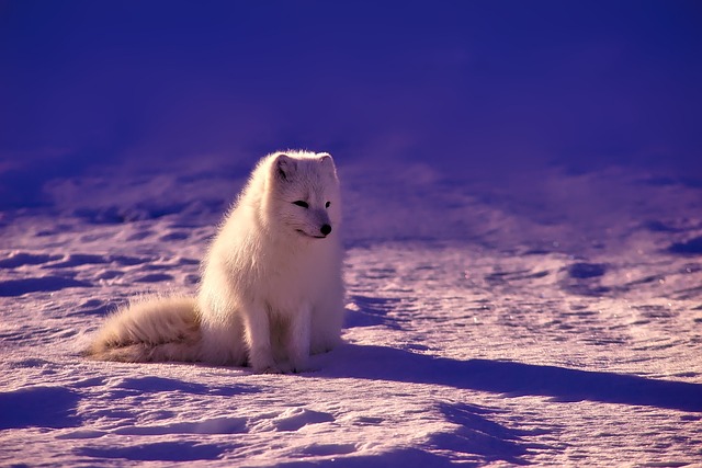 狐狸 北极 动物 - 上的免费照片
