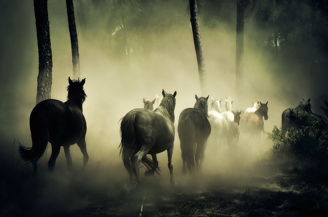 马匹 动物 野马儿 - 上的免费照片