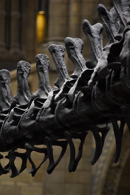 自然历史博物馆 恐龙骨头 伦敦 - 上的免费照片