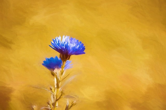 Asters 赫布斯塔斯特恩 秋天的紫苑 - 上的免费图片