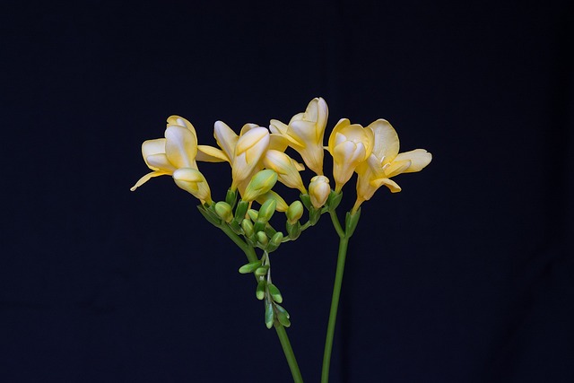 花 黄色的花朵 开花 - 上的免费照片