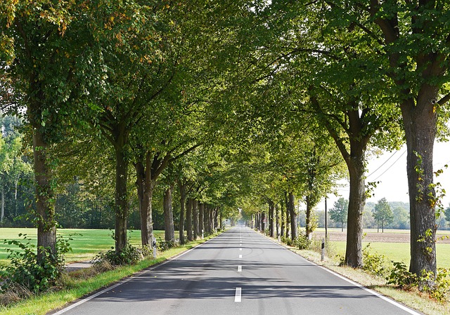 乡村小路 林登大道 Münsterland - 上的免费照片