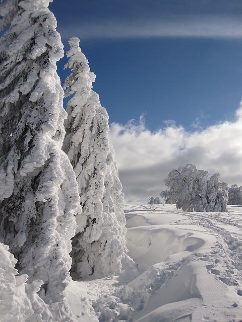 雪 冬天 冷杉 - 上的免费照片