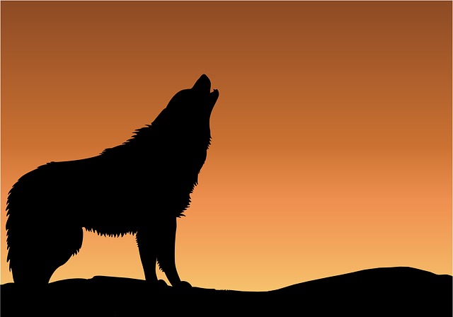 狼 嚎叫 日落 - 上的免费图片