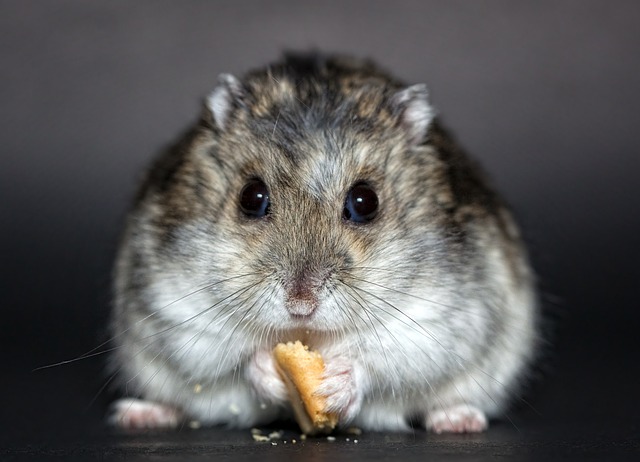 仓鼠 啮齿动物 侏儒仓鼠 - 上的免费照片