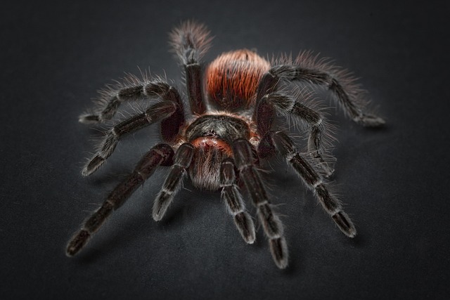 蜘蛛 狼蛛 蜘蛛恐惧症 - 上的免费照片