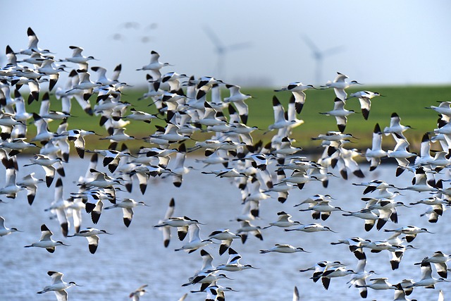 Avocets 北海 - 上的免费照片