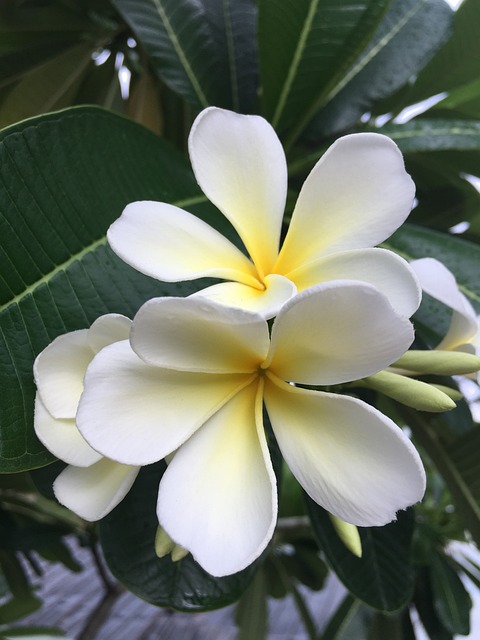姜黄色百合花 占城 花的 - 上的免费照片