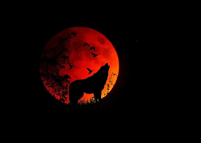满月 月亮 狼 - 上的免费图片