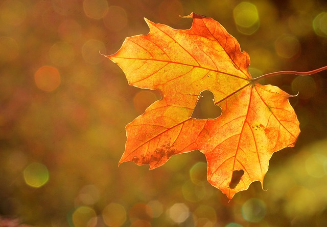 心 叶子 秋天 - 上的免费照片