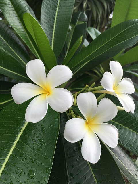 姜黄色百合花 占城 花的 - 上的免费照片