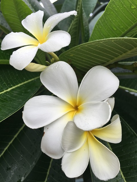 姜黄色百合花 占城 花的 - 上的免费照片